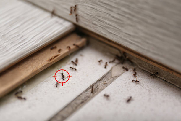 Best Commercial Pest Control Services  in Wellington, OH