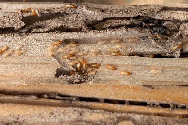 Best Mosquito Control Services  in Wellington, OH